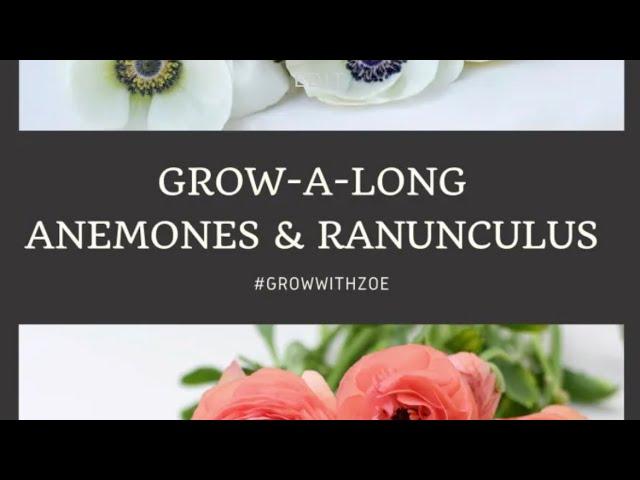 Anemones and Ranunculus Round 2