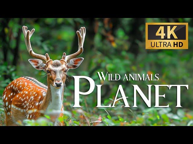 Oasis of the Wild 4K  Mesmerizing Animals and Tranquil Piano Music