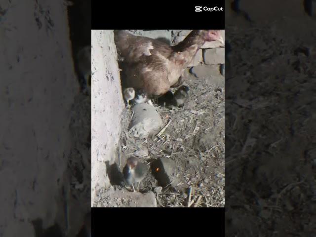 HEN CHICKS #SHORTS @AFAQ BUKHARI 