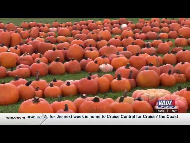 Pumpkin Patch returns to Pascagoula, more than 1,000 pumpkins on display for purchase