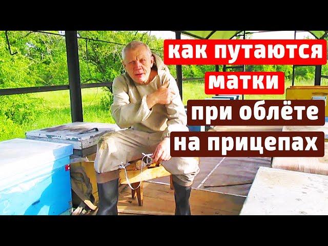 Облёт матки.  Залет матки в чужой улей