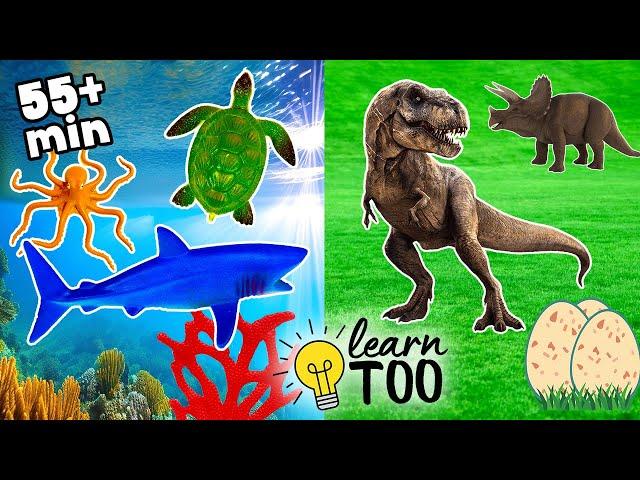 Sea Animals and Dinosaurs for Kids! Learn Ocean Animals and Dinosaurs for Kids and Toddlers | T Rex