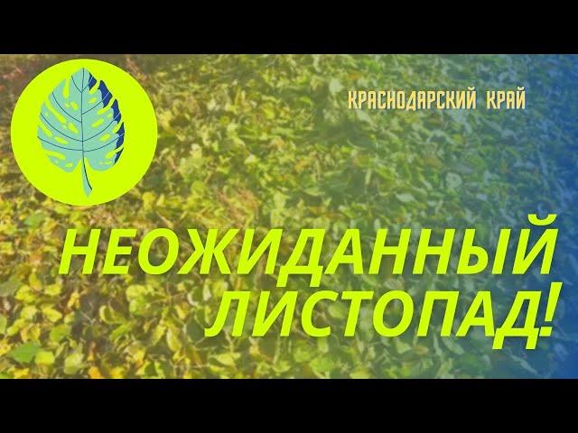 Неожиданный листопад! // кусочек моря // Огородный день //