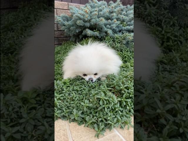 This Fluffy Cloud Is ALIVE! ️ (Cutest Mini Puppy You’ll Ever See!)