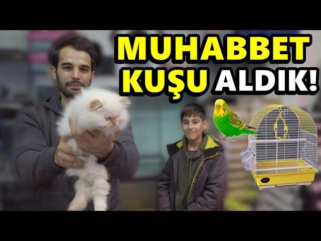 MUHABBET KUŞU ALDIK - TATLI KEDİLERİ SEVDİK - MUSTAFA KUŞ YEMİ YEDİ!