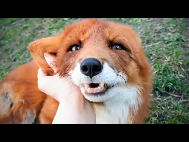 Alf the Fox has a cartoon face