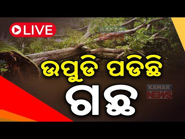  LIVE |  ଏତେ ପବନ ଯେ ଗଛ ନଇଁପଡୁଛି  | Cyclone Dana Updates | Kanak News