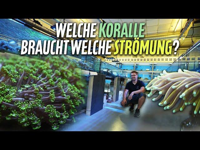 Welche Korallen brauchen welche Strömung?! - PlanktonPlus Aquaristik