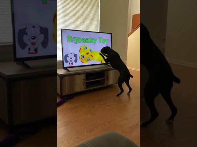 Dog Knocks Television Over Searching for Squeaky Toy || ViralHog