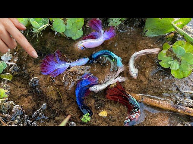 Amazing Betta Fishing From Betta Place that impossible to catch and found Natural Betta Like This