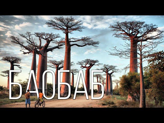 BAOBAB: An ancient and powerful tree "upside down" | Interesting facts about plants and nature