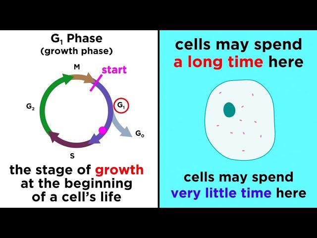 The Cell Cycle and its Regulation