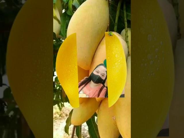 sweet mango  #shorts #tiktok #fyp #asmr #youtubeshorts