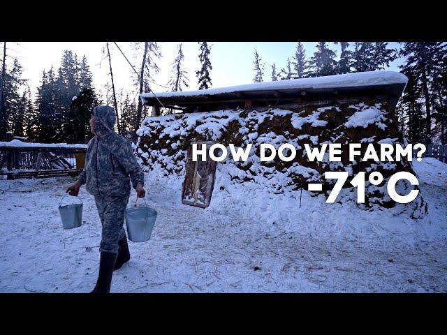 Farming at -71°C (-95°F) | Yakutia