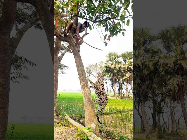 Leopard attack on tree in village #vfx #shorts #video #foryou #animals