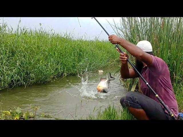 Big Piranha Fish Catching|Red bellied Fishing|Grass carp Fishing|piranha Fishing|Rup Chand Fishing