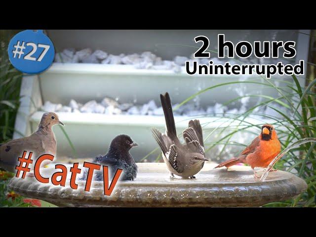 CatTV Birds at a Birdbath Drinking and Bathing by a Waterfall Fountain in 4K with Chirping