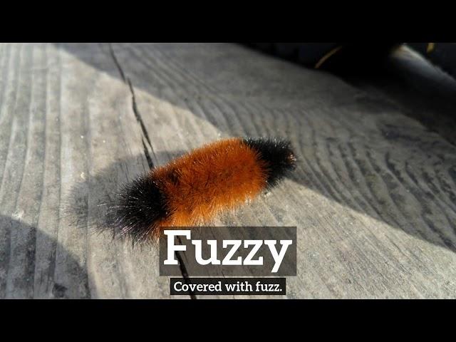 What is Fuzzy? | How Does Fuzzy Look? | How to Say Fuzzy in English?