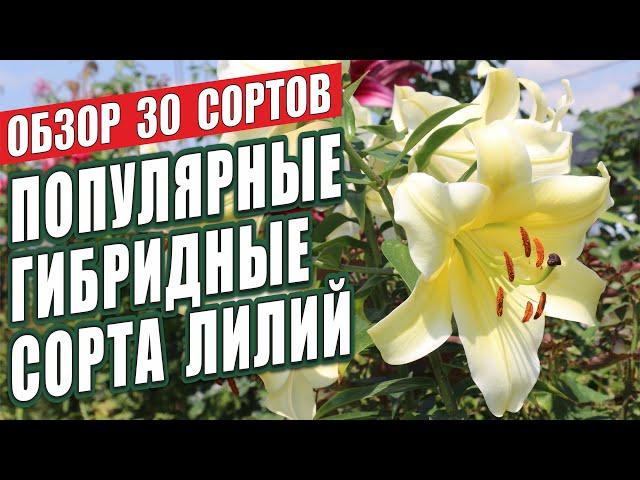 ПОПУЛЯРНЫЕ ГИБРИДНЫЕ СОРТА ЛИЛИЙ. ОБЗОР 30 СОРТОВ. ЛИЛИИ В САДУ.