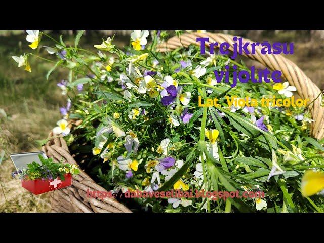 Herbal teas & medicinal herbs: Tricolor violet or wild Pansy (Lat. Viola tricolor)