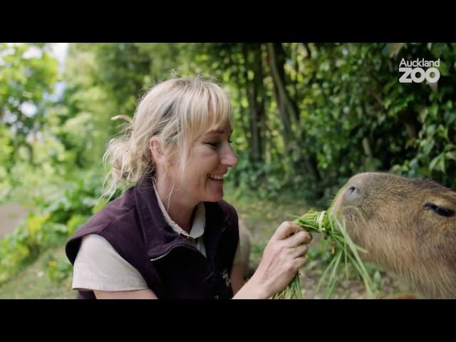 Zoo Tales - Swimming capybara