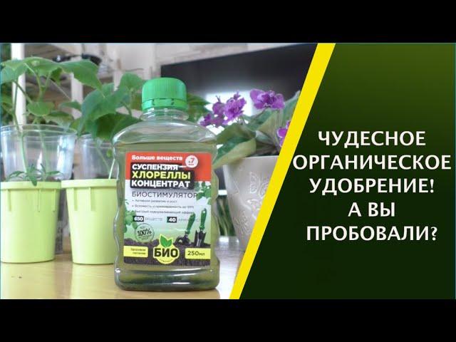 СУСПЕНЗИЯ ХЛОРЕЛЛЫ! КАК И ГДЕ ПРИМЕНЯТЬ, ЧТОБЫ ПОЛУЧИТЬ МАКСИМАЛЬНЫЙ ЭФФЕКТ!