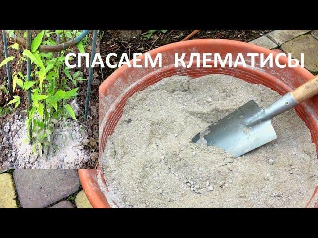 Как не погубить КЛЕМАТИСЫ . Важные моменты в уходе .  Клематисы в моем саду в  начале мая . САД