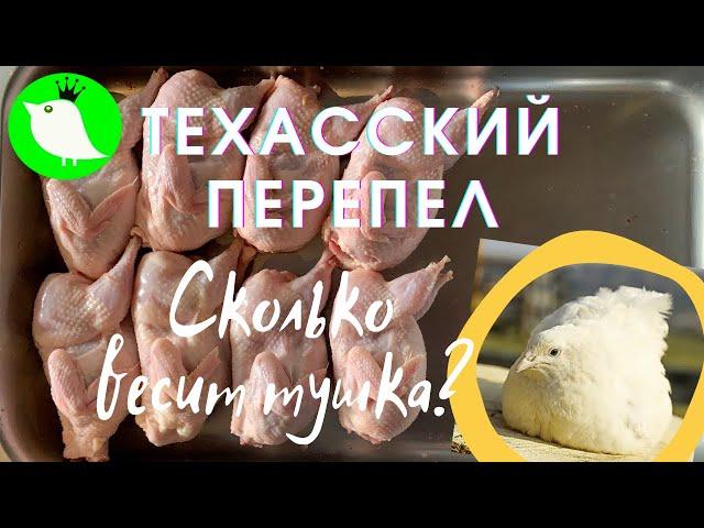 Техасский перепел. Сколько весит тушка? МОИ перепела