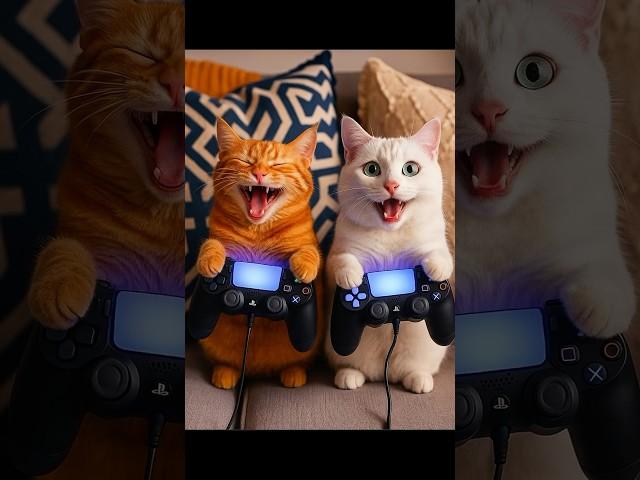 I’ll Do Anything to Play  #Cat #Kitten #Cute #ASMR