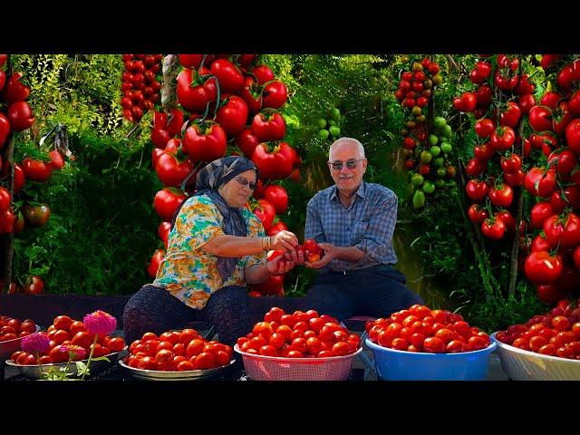 Preparation for winter | Preparation of homemade tomato paste from 150 kilos of tomatoes