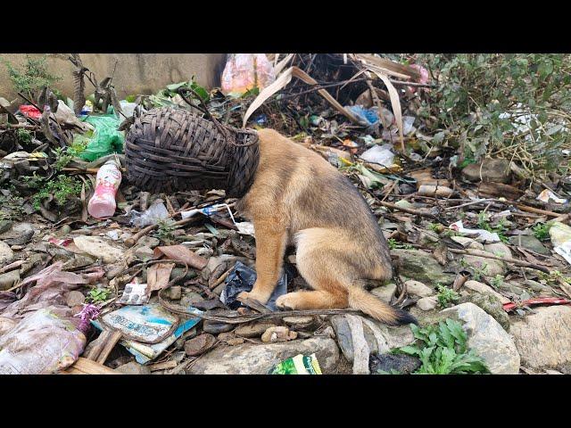 Dramatic rescue: Dog rescued from being trapped while trying to find food