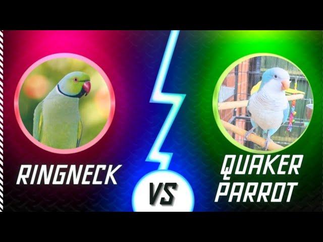 Quaker Parrot vs Indian Ringneck Parrot | Should I Get an Indian Ringneck or a Quaker Parrot 