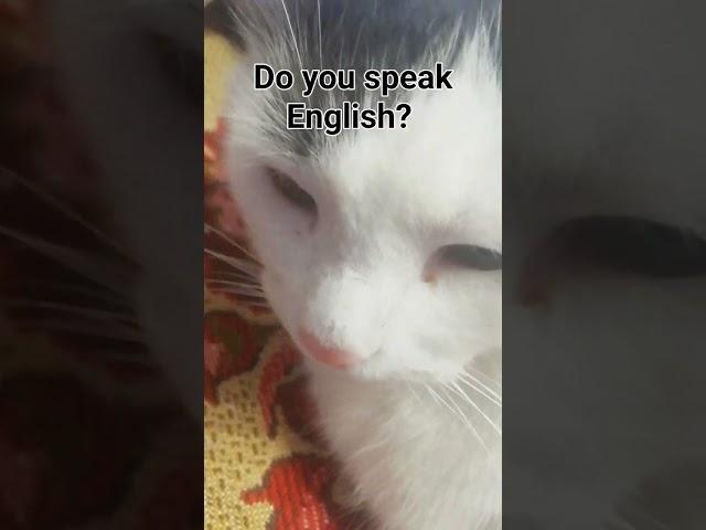 do you speak English?