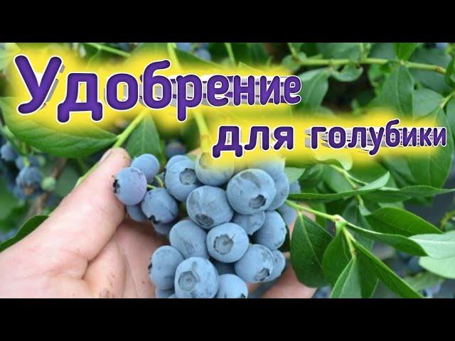 Удобрение для голубики. Первый этап. Belklubnika.by