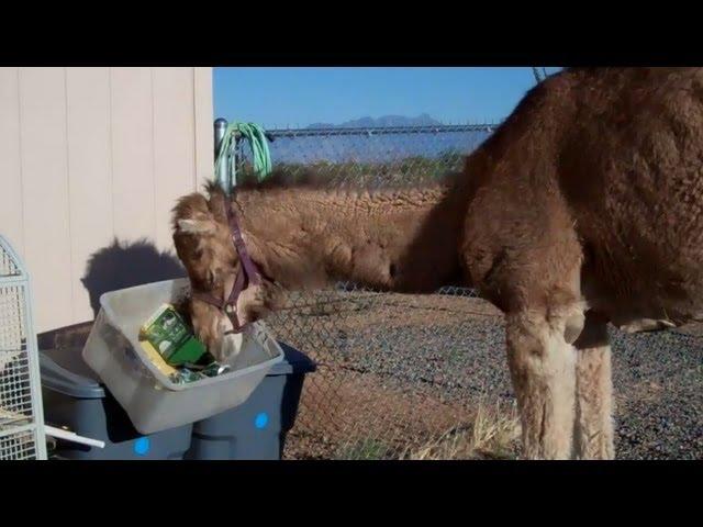 Camels really hate bins