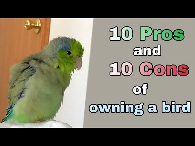 10 Pros and Cons of Owning a Parrot/Parrotlet - Things to Know About Owning a Bird