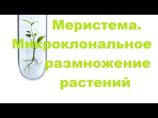 Что такое меристема. Микроклональное размножение растений