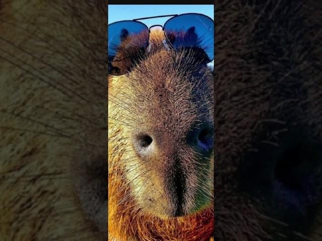 Мой первый ролик не судите строго пожалуйста#capybara