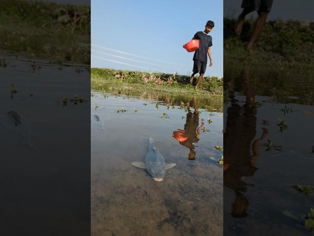 A Boy Amazingly Catches Two Big Fish from the Haor – Unbelievable Skill!"