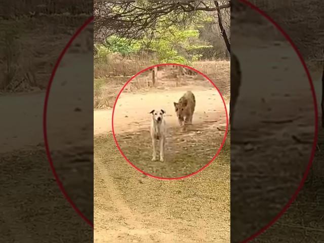 Leopard Attack On Dog  | #shorts #shortsfeed #attack