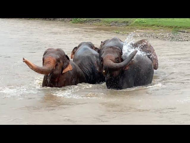 Elephants Bonding in the Rain - ElephantNews