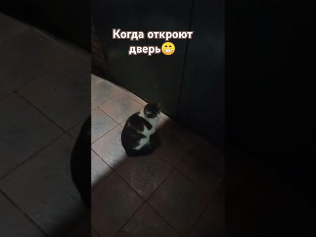 Его все-таки впустили#котмирон #пушистыйбосс #memes #shorts