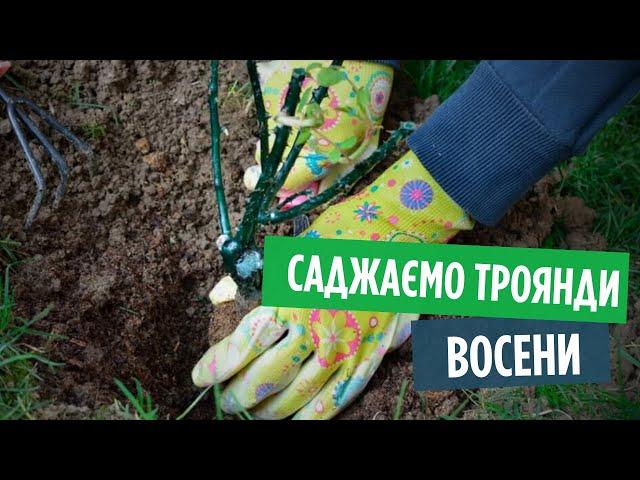 Як саджати троянди  восени 