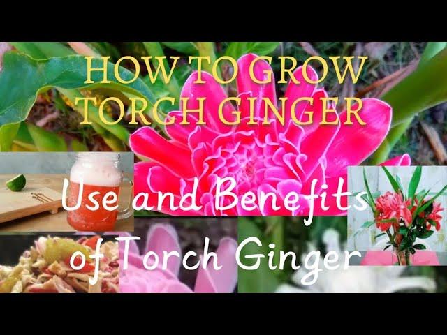 HOW TO GROW TORCH GINGER/ USE AND BENEFITS OF TORCH GINGER/Sweetmood838