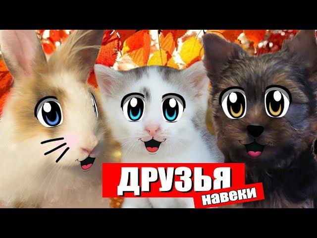 КОТ МАЛЫШ И КОШЕЧКА МУРКА ИГРАЮТ с кроликом БАФФИ МИЛАФИ и щенком ПУПСЕЙ на улице! и СОЧИНЯЮТ ПЕСНЮ