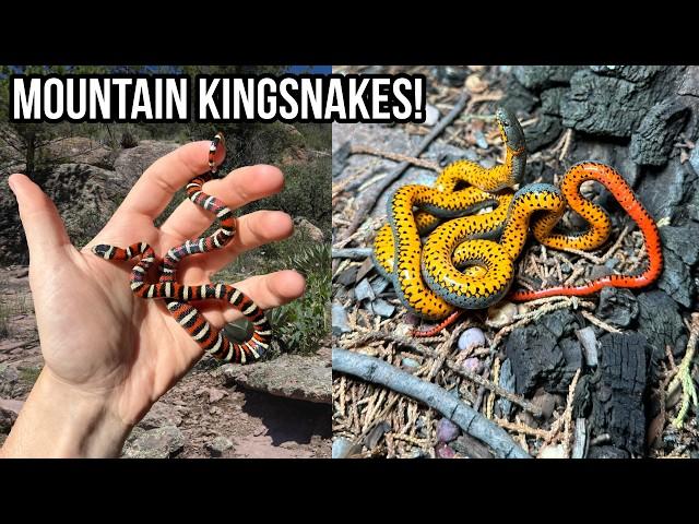 Fire on the Mountain! Stunning Mountain Kingsnakes, Rattlesnakes, and More New Mexico Wildlife!