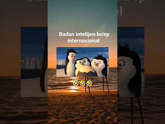 dubbing penguins kocak