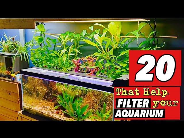 20 Houseplants that Help Filter Your Aquarium!