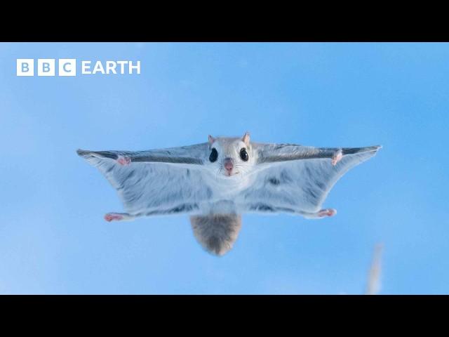 Baby Flying Squirrel Takes Flight for the First Time | Mammals | BBC Earth