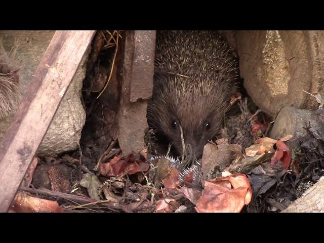 Как рожают ёжики / Hedgehogs are small newborns